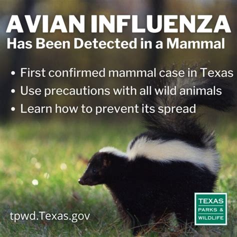 1st Texas case of avian influenza in mammal confirmed in skunk